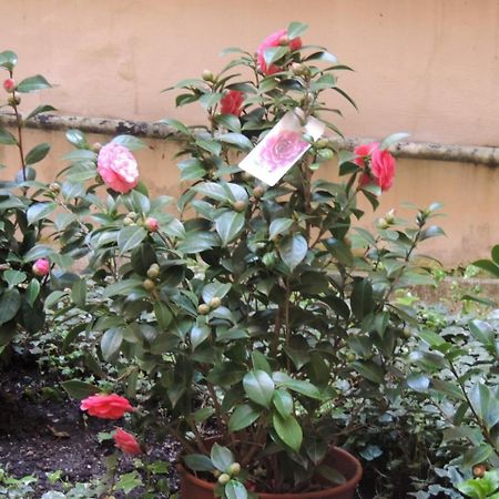 Morelli Bed & Breakfast Ρώμη Εξωτερικό φωτογραφία